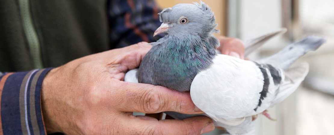 How to Find Qualified Bird Breeders