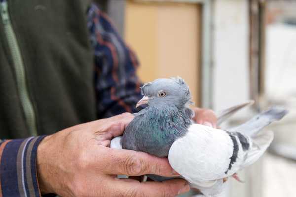 How to Find Qualified Bird Breeders